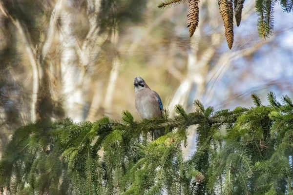 Gros Plan Oiseau Mignon Blue Jay Debout Sur Branche Arbre — Photo