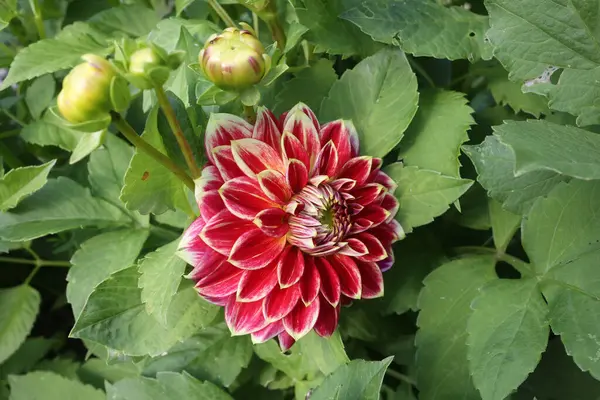 Красный Цветок Георгины Кустах — стоковое фото