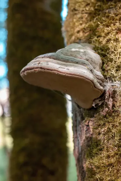 一种生长在树干上的异国情调蘑菇的垂直截图 — 图库照片