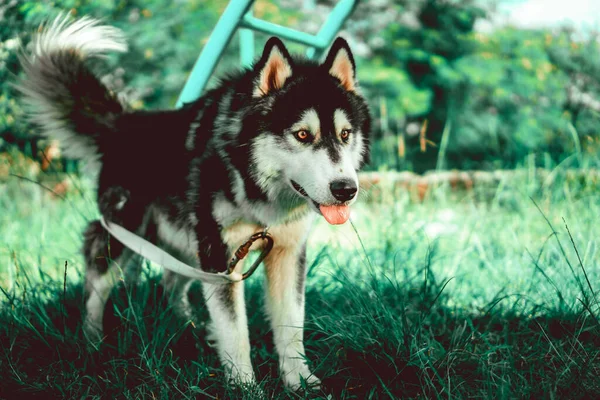 Hermosa Filippine 2018 Cane Siberiano Bianco Nero Husky Nel Parco — Foto Stock