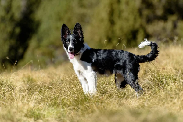 Ładny Czarno Biały Szczeniak Border Collie Górach Andorze — Zdjęcie stockowe