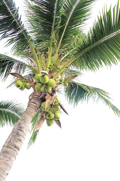 Kijkend Naar Kokosnoot Palmbomen Tegen Een Witte Achtergrond — Stockfoto