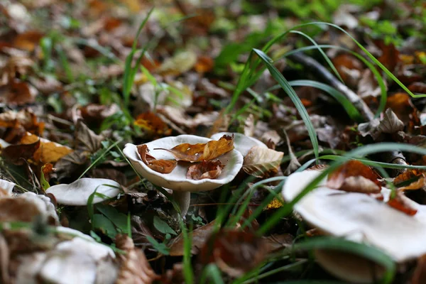 小蘑菇在森林中对小蘑菇的特写 — 图库照片