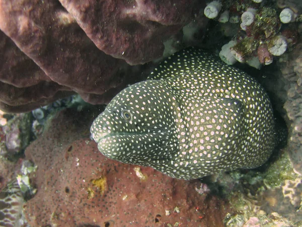 Ένα Κοντινό Πλάνο Ενός Μεσογειακού Ψαριού Moray Κάτω Από Νερό — Φωτογραφία Αρχείου