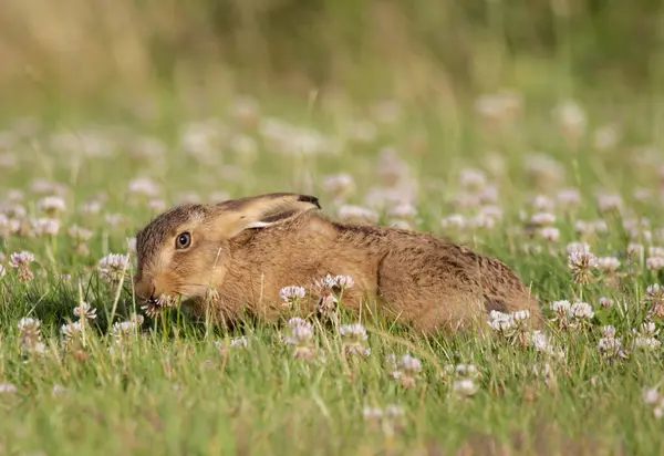 野生の草原の上にふわふわの愛らしい茶色のウサギ — ストック写真