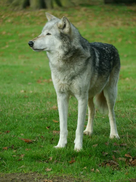 Closeup Shot Grey Purebred Siberian Husky Background Nature — Stock Photo, Image