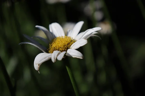 Shallow Focus Shot Chamomile Flower Growing Garden Backgrounds — Stock Photo, Image