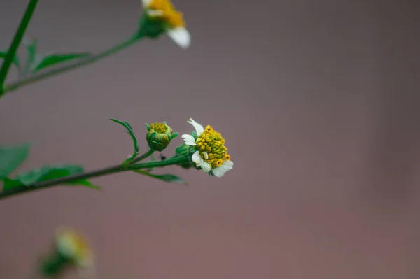 Eine Nahaufnahme Einer Gänseblümchenblume Auf Verschwommenem Hintergrund — Stockfoto