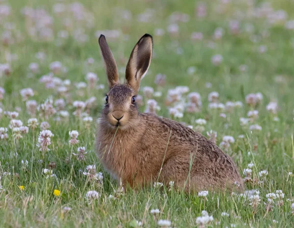 Morbido Adorabile Coniglio Bruno Sul Campo Erboso Natura — Foto Stock