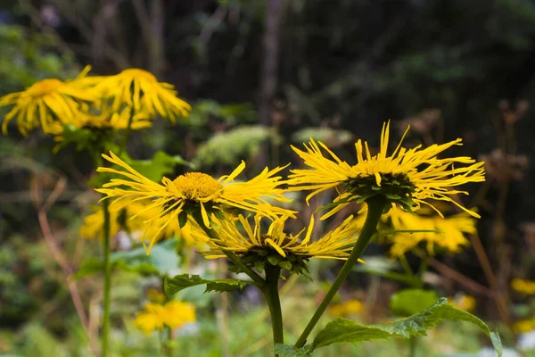 Крупный План Инулы Красивые Цветы Желтыми Лепестками — стоковое фото