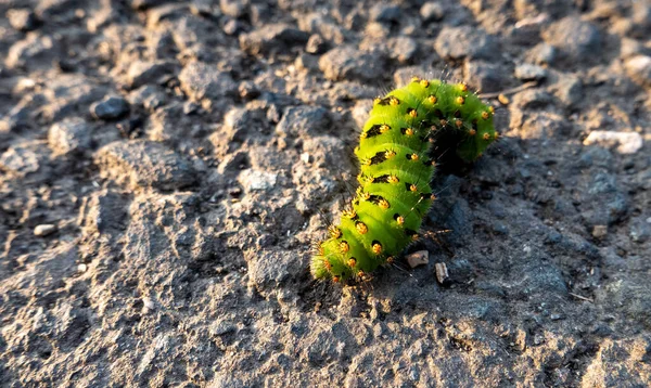 Closeup Shot Caterpillar Walking Ground — Stock Photo, Image