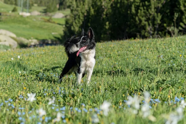 Een Schattig Zwart Wit Border Collie Puppy Berg Andorra — Stockfoto