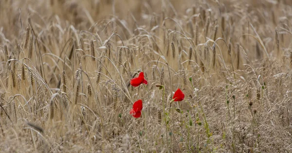 Una Hermosa Vista Las Flores Amapola Roja Flor Campo Trigo — Foto de Stock