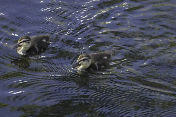 Los Dos Patitos Nadando Agua — Foto de Stock