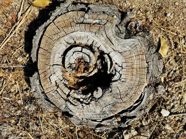 Detailní Záběr Popraskaného Pařezu Stromu Poli — Stock fotografie