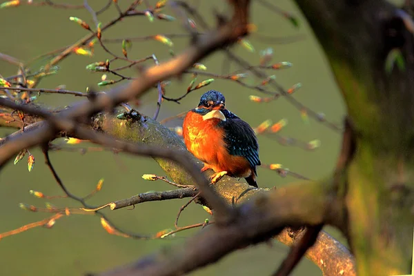 Selective Focus Shot Common Kingfisher Bird Perched Tree Branch — Stock Photo, Image