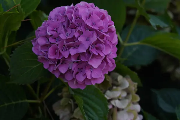 Zbliżenie Purpurowych Hortensji Kwitnących Ogrodzie Zamazanym Tłem — Zdjęcie stockowe