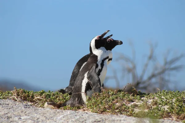 太陽と青い空の下でアフリカのペンギンのビーチでの閉鎖 — ストック写真