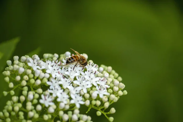 Selektywne Skupienie Strzał Pszczoły Siedzi Pięknych Małych Białych Kwiatkach — Zdjęcie stockowe