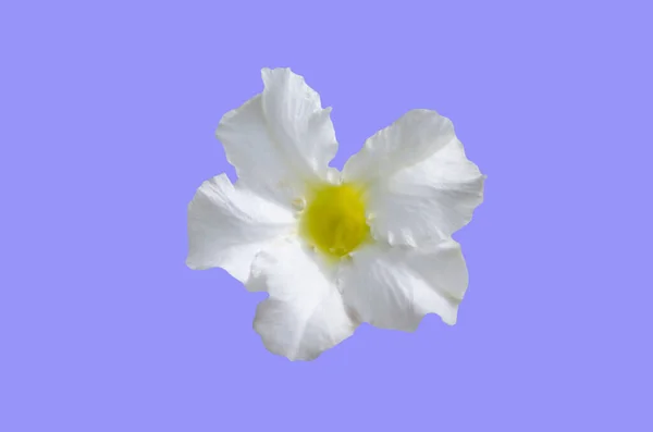 Una Flor Blanca Sobre Fondo Púrpura Visto Desde Arriba — Foto de Stock