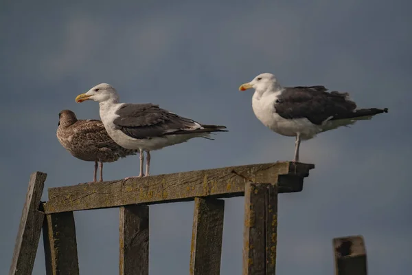 三只海鸥栖息在破碎的木栅栏上的选择性聚焦镜头 — 图库照片