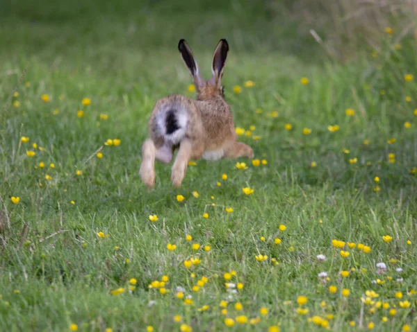 Conejo Marrón Adorable Mullido Corriendo Campo Herboso — Foto de Stock