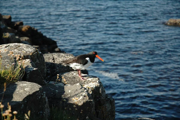 Oiseau Oystercatcher Perché Sur Rocher Bord Mer — Photo