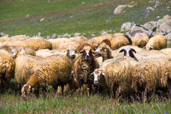 Rinderherde Weidet Auf Der Grünen Wiese — Stockfoto