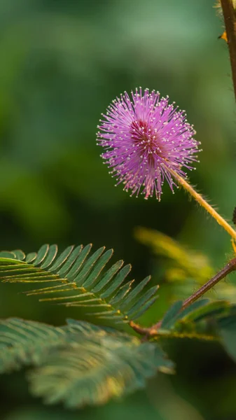 Selective Focus Blossomed Pink Sensitive Plant — Stock Photo, Image