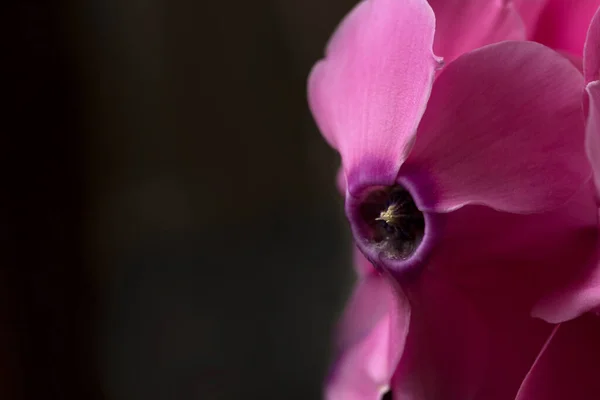 黒い背景にピンフロックスの花のクローズアップショット — ストック写真