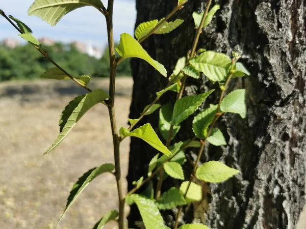 Closeup Shot Young Tree Sprouts Grown Old Tree — Stock Photo, Image