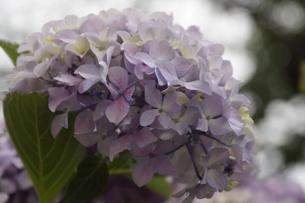 自然の中で青いアジサイの花の束の浅いフォーカスクローズアップショット — ストック写真