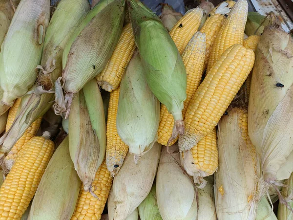 Closeup Sweet Corns Sale Vegetable Market — Stock Photo, Image