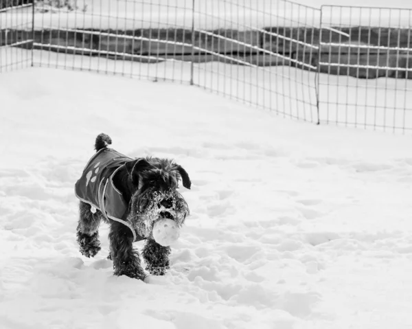 Uno Scatto Scala Grigi Adorabile Schnauzer Che Indossa Cappotto Campo — Foto Stock