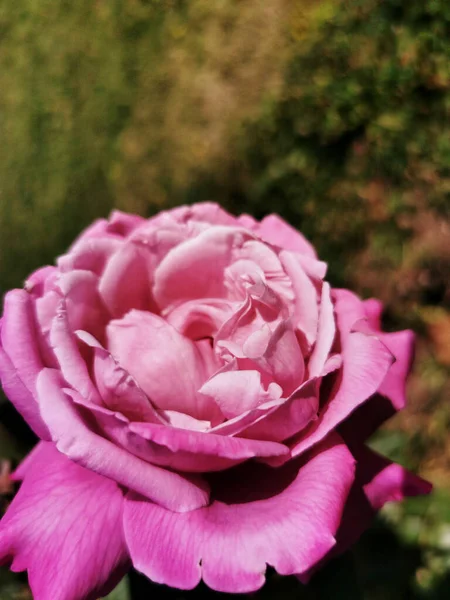 Gros Plan Une Rose Rose — Photo