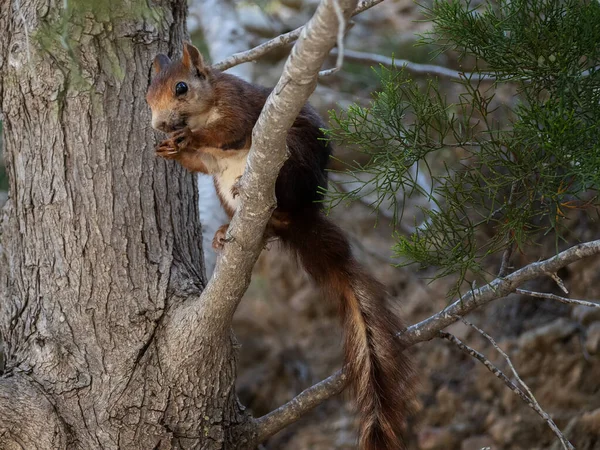 Primer Plano Una Ardilla Aire Libre Durante Día — Foto de Stock