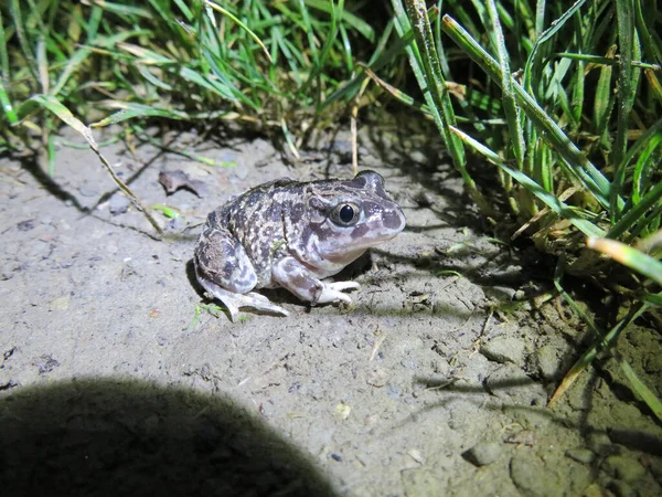 Spadefoot Ocidental Sapo Spadefoot Ibérico Pelobates Cultripes Noite Chão — Fotografia de Stock