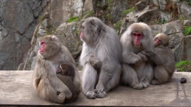 Macacos Japoneses Zoológico — Vídeo de Stock