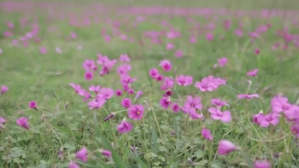 庭の美しいピンクの花 — ストック動画