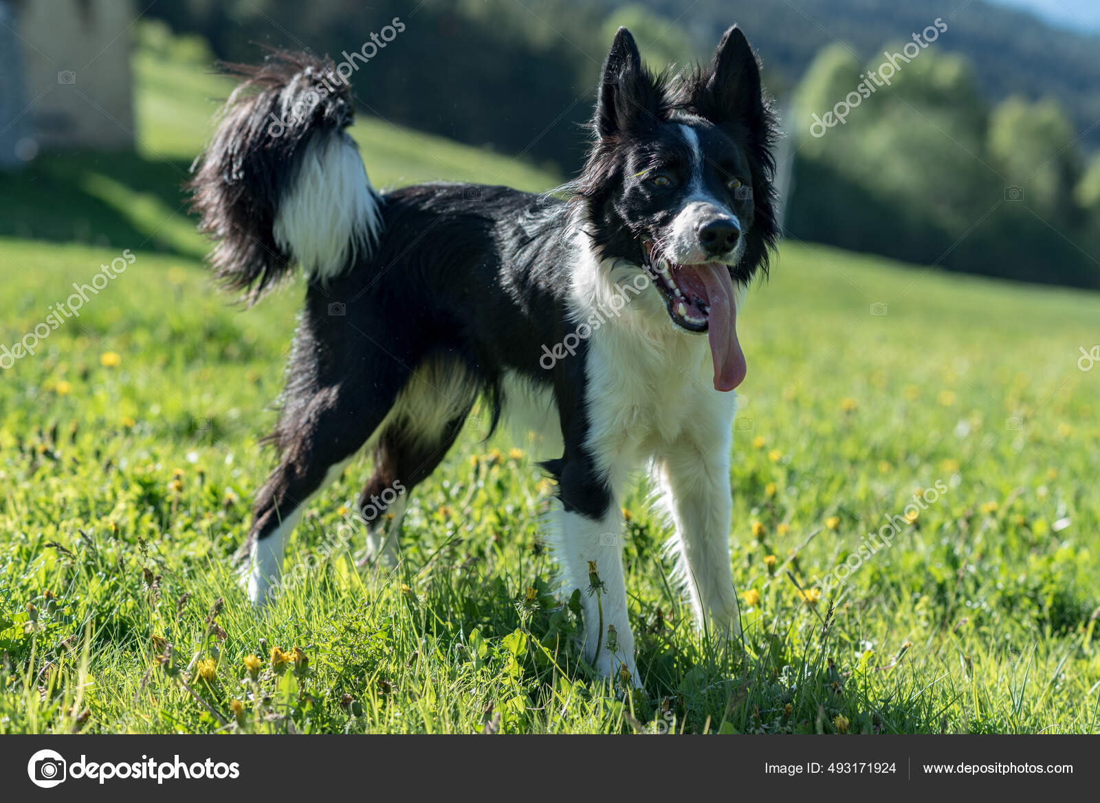 Lindo Cachorro Border Collie Blanco Negro Las Montañas Andorra — Foto de  stock #493171924 © Wirestock, image size:1600x1168