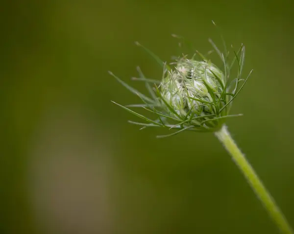 Een Close Van Een Wilde Bloem Knop Ondiepe Focus — Stockfoto