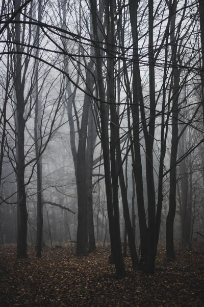Egy Függőleges Lövés Egy Komor Sűrű Erdőről Egy Ködös Napon — Stock Fotó