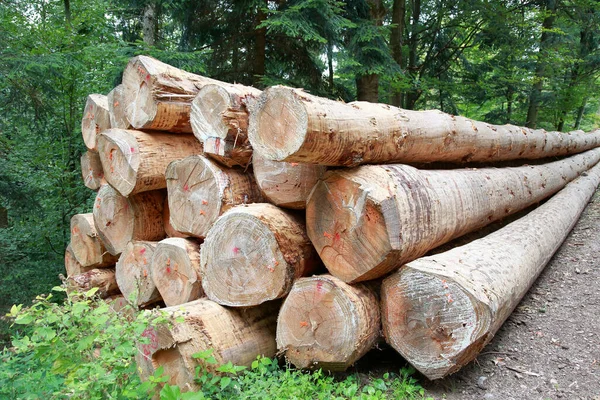 Pile Log Trunks Green Forest — Stock Photo, Image