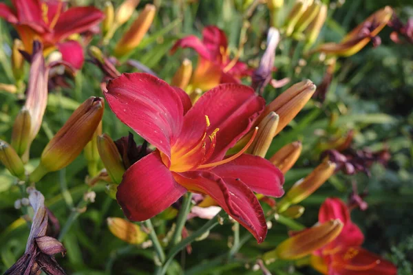 Płytkie Zbliżenie Ostrości Płatków Kwiatów Łodyg Czerwonych Lilii — Zdjęcie stockowe