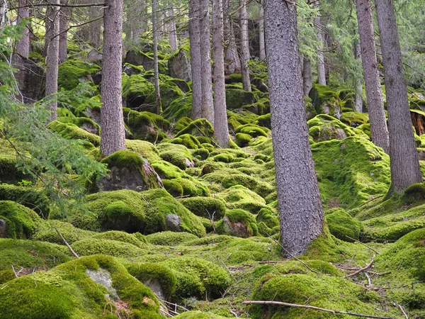 Bosque Verde Con Pinos Musgo Tirol Del Sur Italia Durante — Foto de Stock