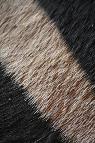 ミーアキャットの皮についた柔らかい毛皮のクローズアップ — ストック写真
