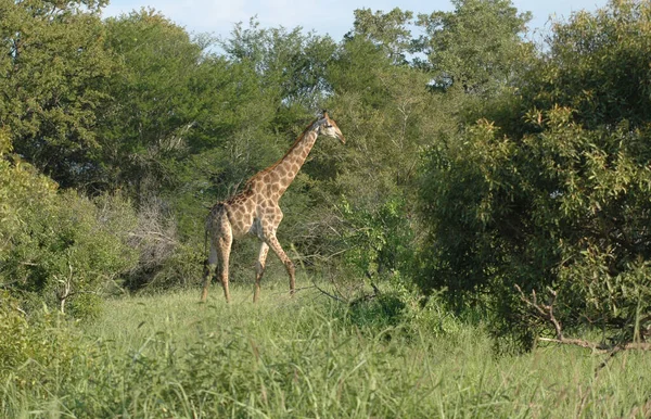 Eine Wunderschöne Giraffe Ihrem Natürlichen Lebensraum — Stockfoto