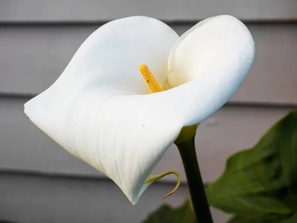 Parkta Büyüyen Beyaz Calla Lily Çiçeğinin Yakın Görüntüsü — Stok fotoğraf