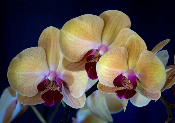Koyu Mavi Arkaplanda Sarı Orkidelerin Yakın Çekimi — Stok fotoğraf