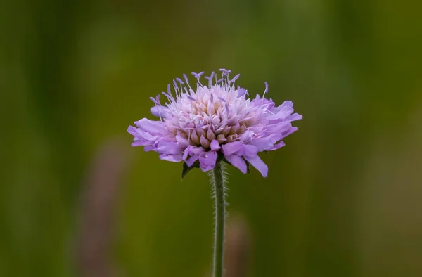 Tiro Close Uma Flor Florescendo Knautia Arvensis — Fotografia de Stock